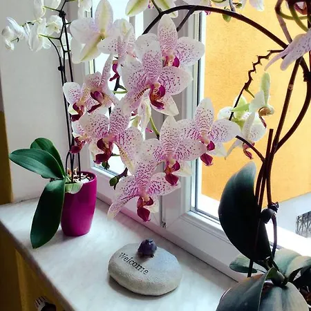 サルツブルグルームズ